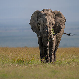Ol Pejeta - Elephant